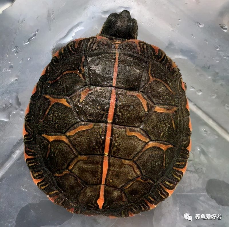 养小乌龟放多少水正确(家里养小乌龟水放多少) - 第5张 - 资料巴巴网 养小乌龟放多少水正确(家里养小乌龟水放多少) - 第5张