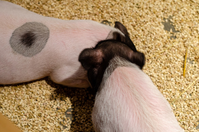 香猪价格?小香猪销售 - 第2张 - 资料巴巴网 香猪价格?小香猪销售 - 第2张