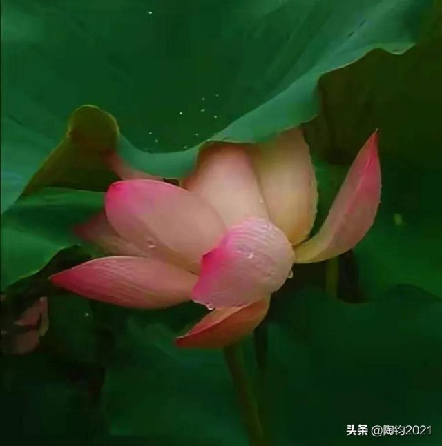 临湖亭（临湖亭背景）-1