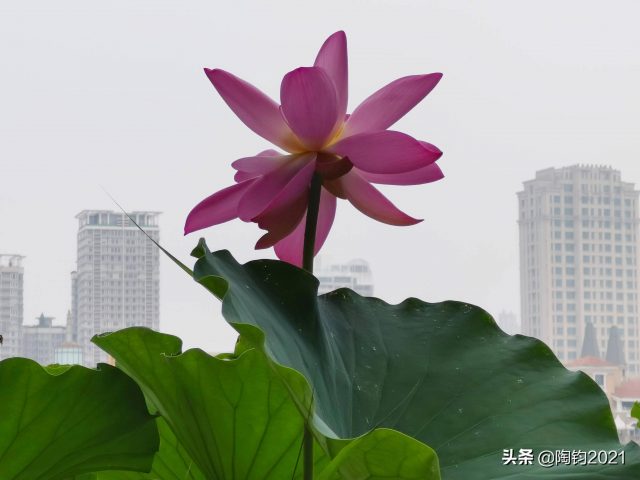 临湖亭（临湖亭背景）-1