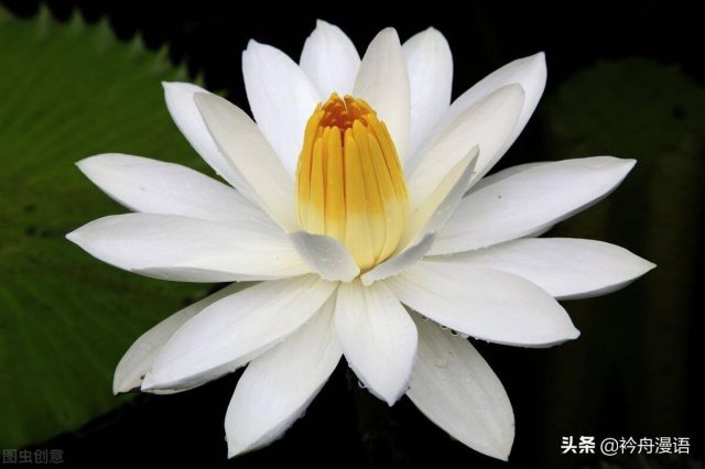 世界上最美的花(世界上十大最美的花)-1