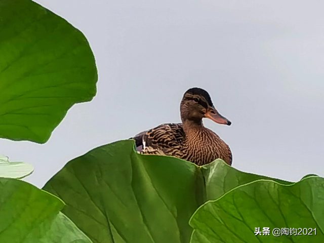 临湖亭（临湖亭背景）-1