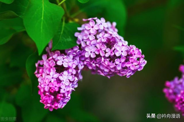 世界上最美的花(世界上十大最美的花)-1