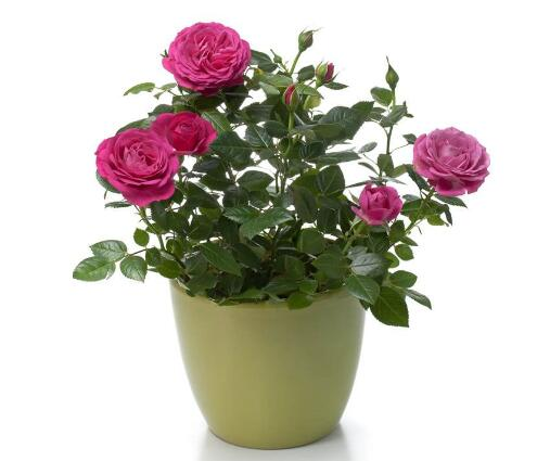 玫瑰花怎样养？玫瑰花的样子简单介绍-1