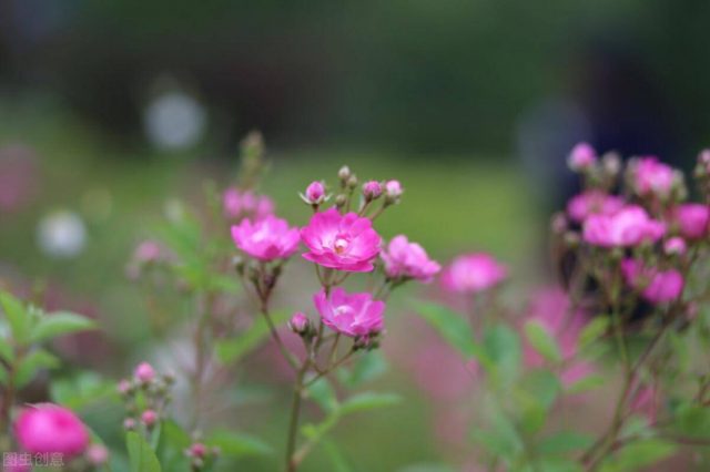 陌上花开是什么意思？陌上花开前一句-1