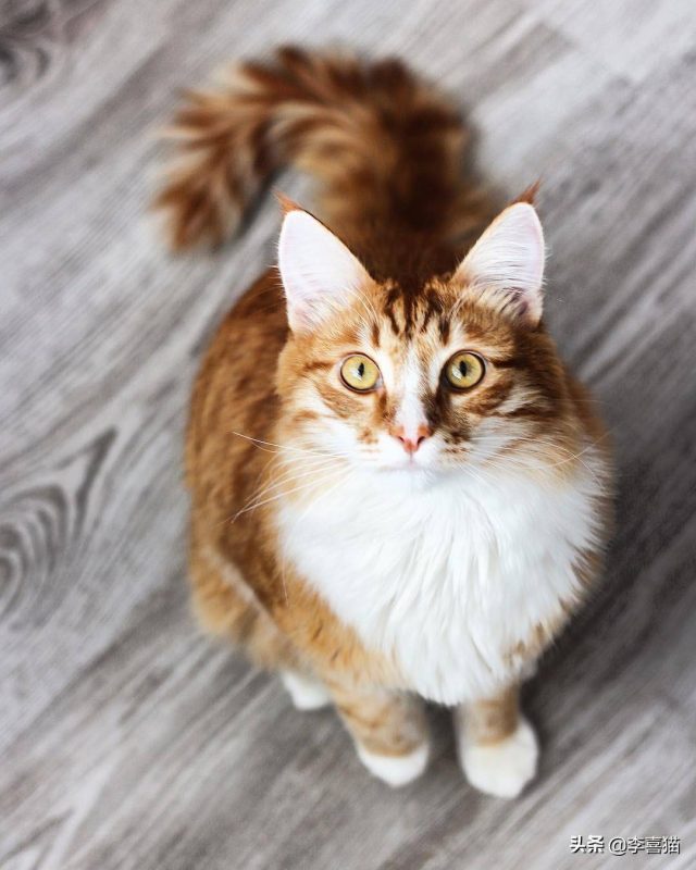 怎样养猫？养猫知识-1