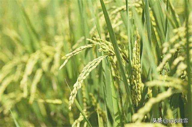 十里稻花香的上一句是什么？一畦春韭绿十里稻花香的出处-1