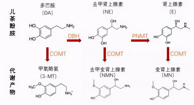 茶酚胺类物质包括哪些?茶酚胺对人体的作用-1