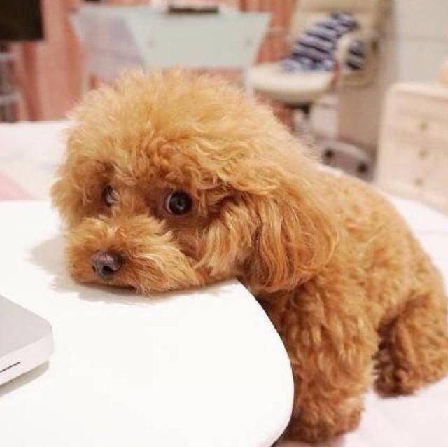 小型宠物狗的种类（狗狗品种大全小型犬）-1