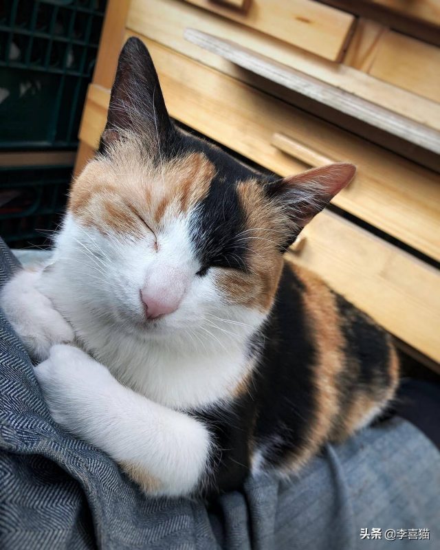 怎样养猫？养猫知识-1