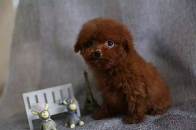 茶杯泰迪狗长什么样？泰迪狗体型-1