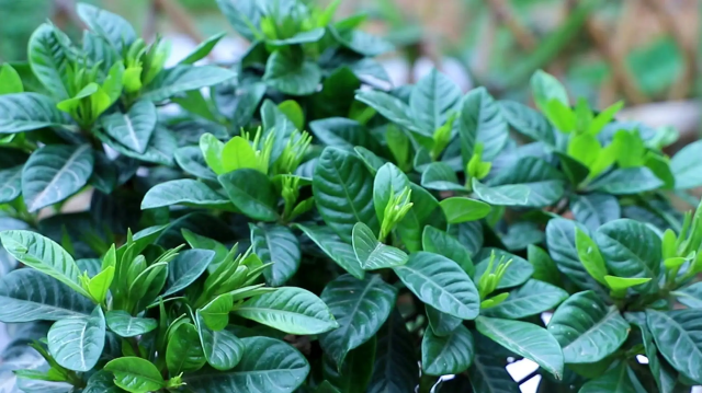 栀子花的花期是什么时候开始？栀子花在哪个季节开-1