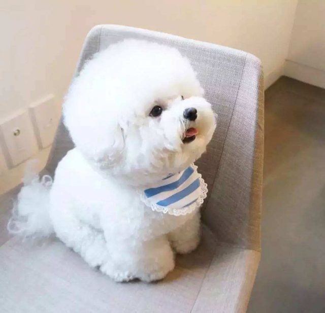 小型宠物狗的种类（狗狗品种大全小型犬）-1