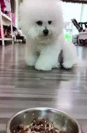 比熊犬好养吗？比熊的致命缺点-1