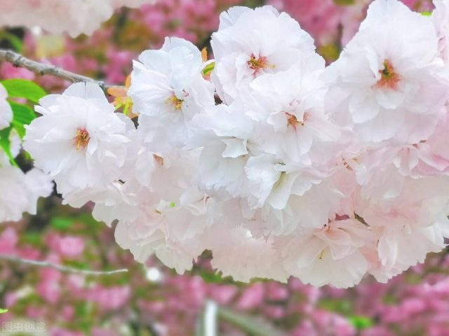 陌上花开是什么意思？陌上花开前一句-1
