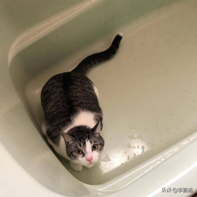 怎样养猫？养猫知识-1