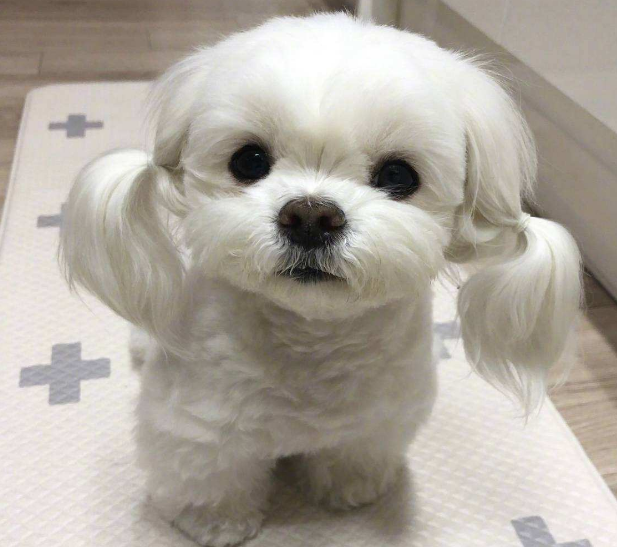 小型犬都有啥？小型宠物犬品种大全图片及名称-1