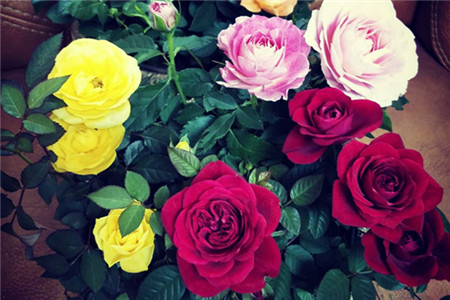 玫瑰花怎样养？玫瑰花的样子简单介绍-1