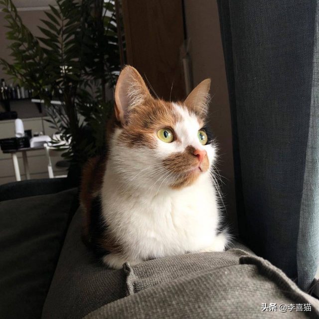 怎样养猫？养猫知识-1