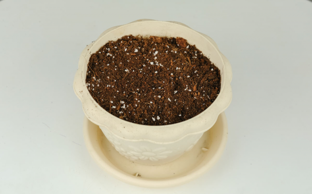 玫瑰花怎样养？玫瑰花的样子简单介绍-1