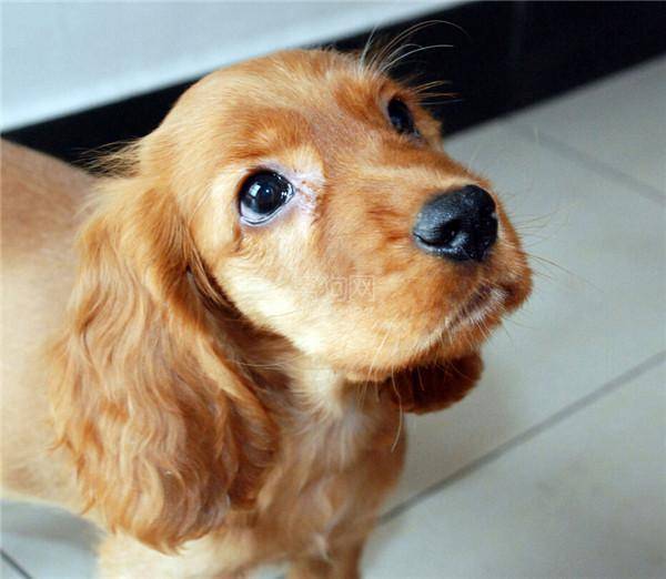 小型宠物狗的种类（狗狗品种大全小型犬）-1