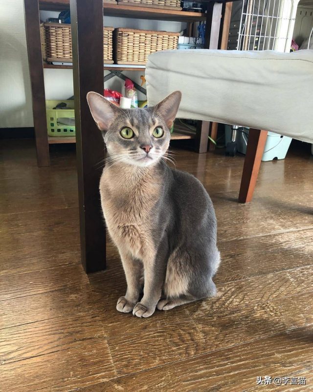 怎样养猫？养猫知识-1