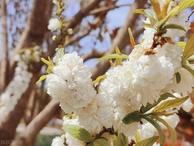 陌上花开是什么意思？陌上花开前一句-1