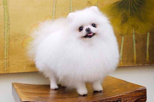 小型宠物狗的种类（狗狗品种大全小型犬）-1