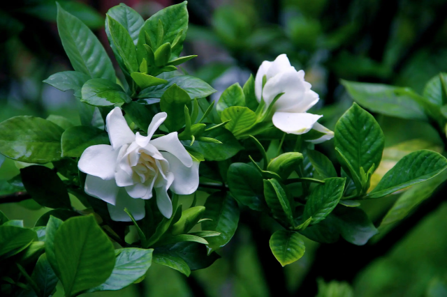 栀子花的花期是什么时候开始？栀子花在哪个季节开-1