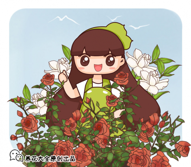玫瑰花怎样养？玫瑰花的样子简单介绍-1