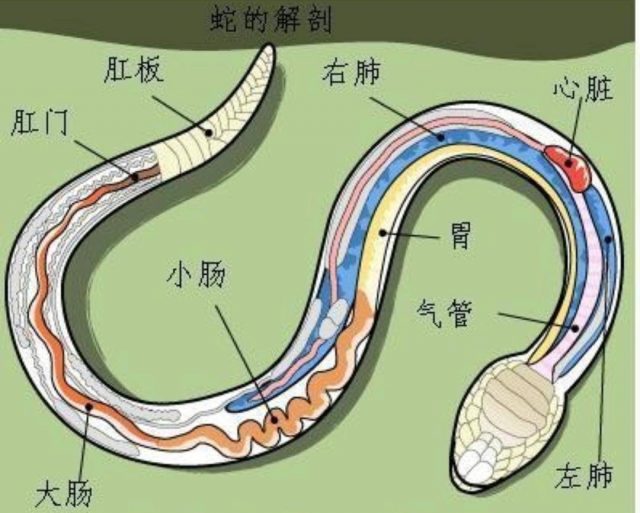七寸是多少厘米?7寸照片实物参照图-1