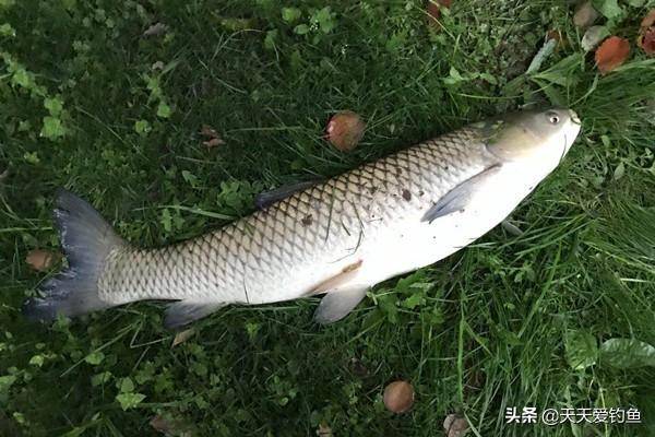 如何钓草鱼（秋季如何钓草鱼）-1