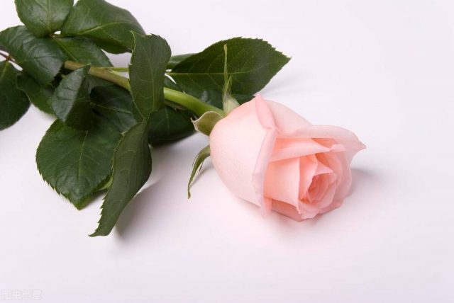 粉色玫瑰花代表什么意思？玫瑰花寓意朵数-资料巴巴网