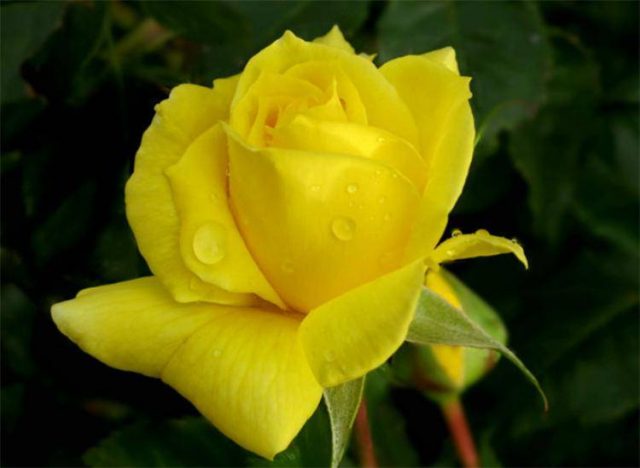黄玫瑰代表什么意思花语是什么？黄玫瑰数量花语-资料巴巴网