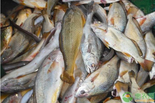 大黄鱼怎么做好吃?清蒸黄鱼的家常做法简单-1