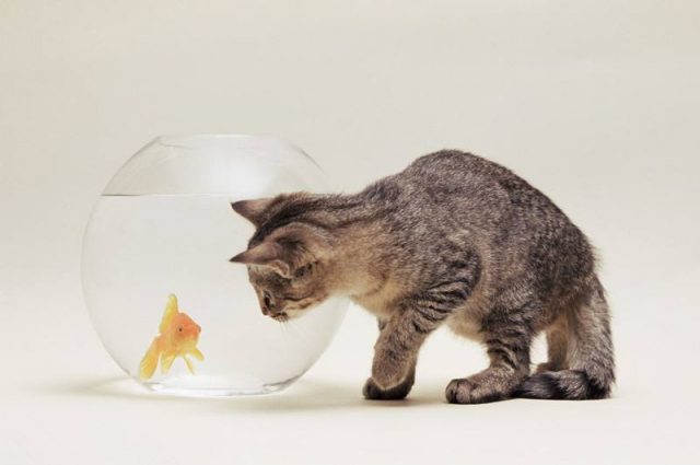 猫为什么喜欢吃鱼？猫喜欢吃生鱼还是熟的-资料巴巴网