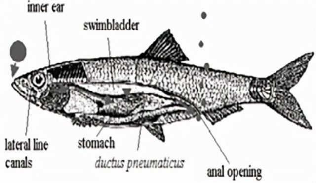 鲱鱼罐头为什么这么臭？鲱鱼罐头的最佳吃法-资料巴巴网