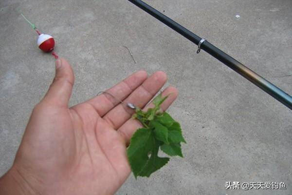 如何钓草鱼（秋季如何钓草鱼）-1