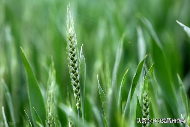 小麦种植技术全过程（小麦种植技术要点）-资料巴巴网