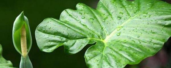 霸王芋怎么种植？霸王芋-1