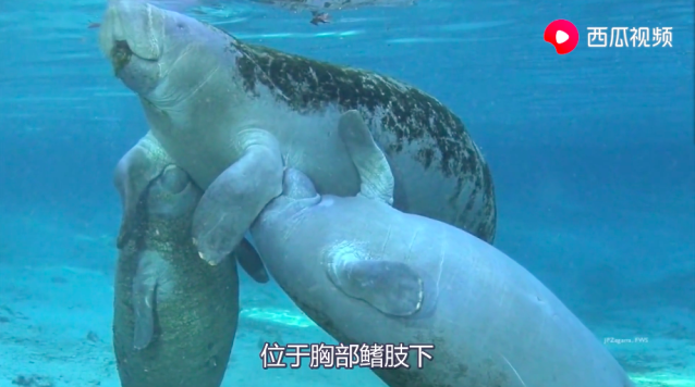 海豚是哺乳动物吗它是怎么喂奶的-1