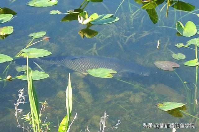 草鱼饵料排行榜第一名-资料巴巴网