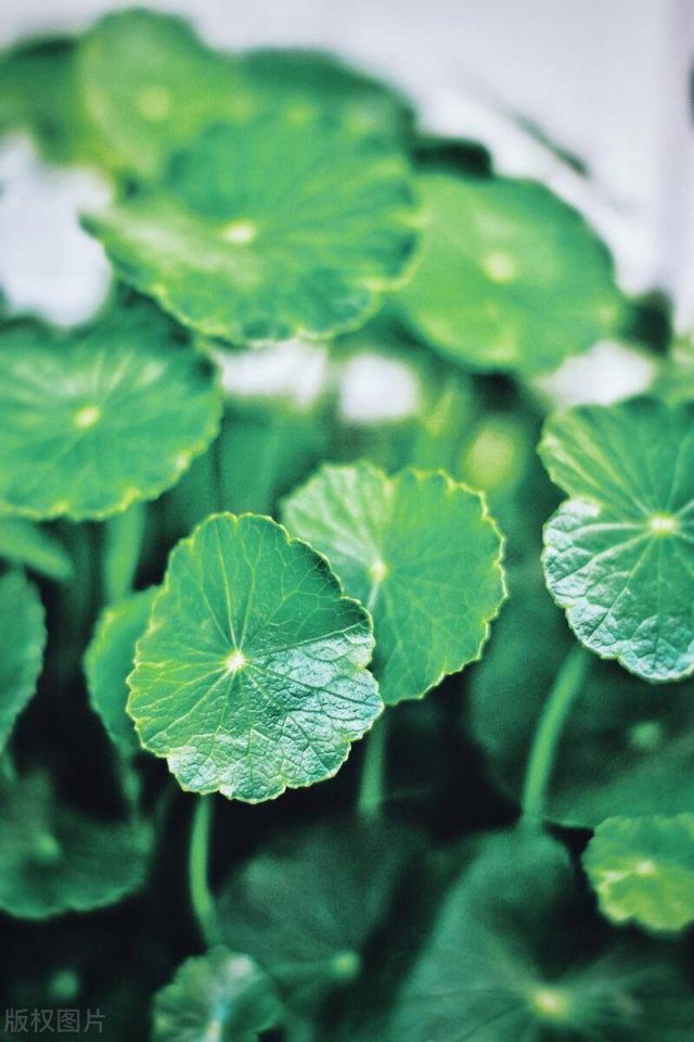 去甲醛10大植物高手-1