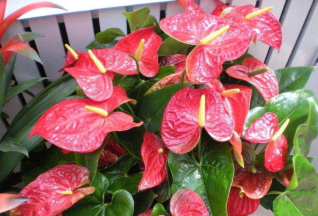 红掌花如何养护(红掌的养护方法和注意事项)-1