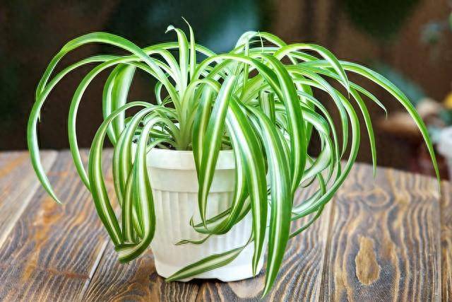 去甲醛10大植物高手-1