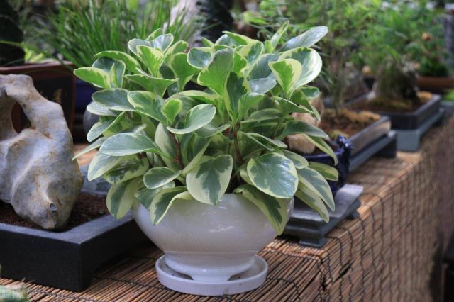 去甲醛10大植物高手-1