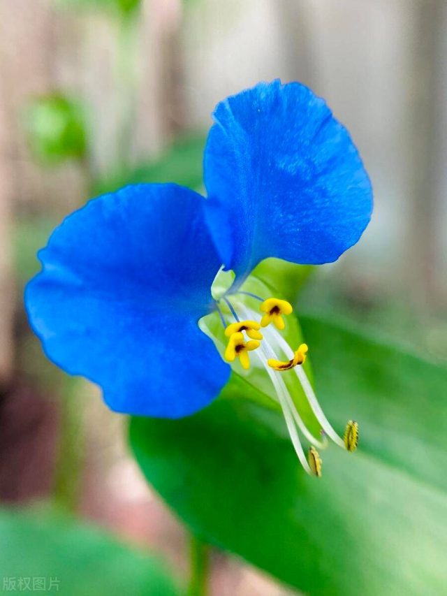 去甲醛10大植物高手-1