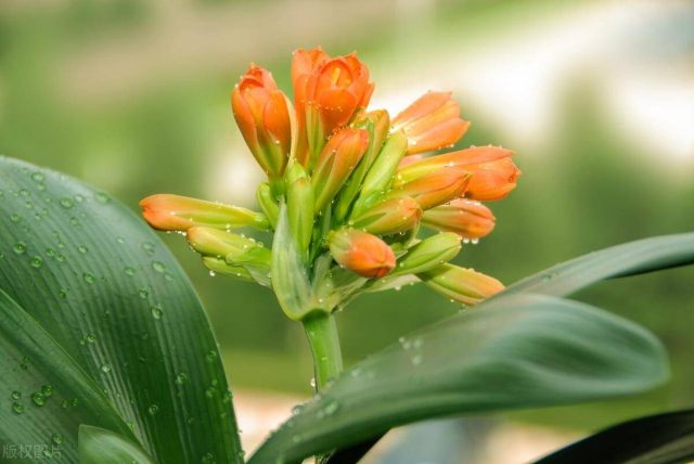 去甲醛10大植物高手-1